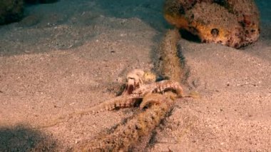 Karayip Denizi 'nde yaygın ahtapot, sualtı manzarası.