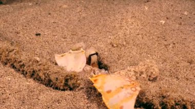 Karayip Denizi 'nde yaygın ahtapot, sualtı manzarası.