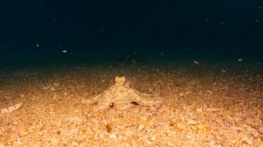 Karayip Denizi 'nde yaygın ahtapot, sualtı manzarası.