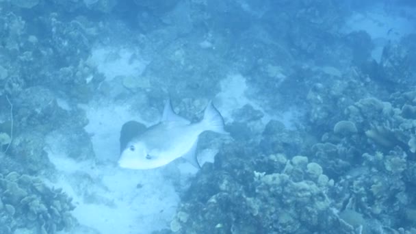 Océan Triggerfish Dans Récif Corallien Mer Des Caraïbes — Video