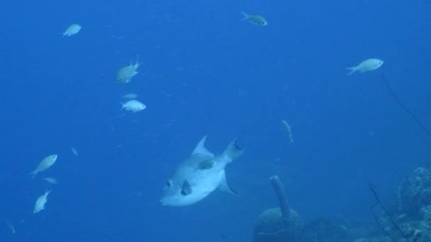 Ocean Triggerfish Rafie Koralowej Morza Karaibskiego — Wideo stockowe