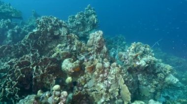 Avrupa kızıl geyiği sonbahar monotonluğu sırasında doğal yaşam alanında