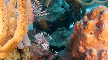 Avrupa kızıl geyiği sonbahar monotonluğu sırasında doğal yaşam alanında