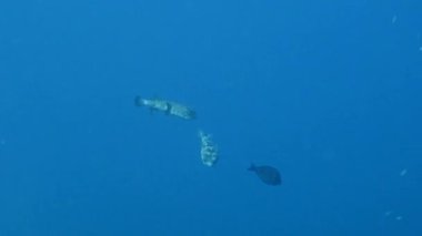 Avrupa kızıl geyiği sonbahar monotonluğu sırasında doğal yaşam alanında