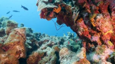 Avrupa kızıl geyiği sonbahar monotonluğu sırasında doğal yaşam alanında