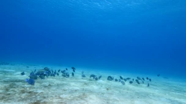Τροπικά Ψάρια Στον Κοραλλιογενή Ύφαλο Της Καραϊβικής Θάλασσας — Αρχείο Βίντεο