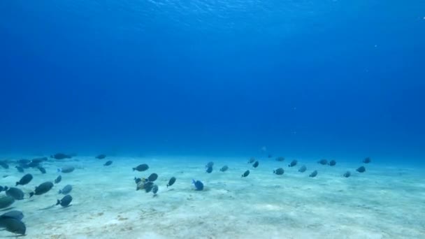 Tropické Ryby Korálovém Útesu Karibského Moře — Stock video