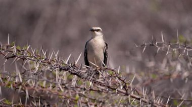 Alaycı kuş ağaç dalında ağır çekimde oturuyor.