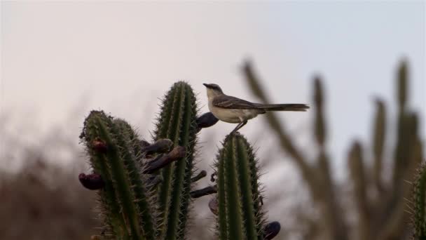 Mockingbird Sitting Cactus Super Slow Motion — Stock Video