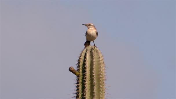 Ruiseñor Sentado Cactus Cámara Súper Lenta — Vídeos de Stock