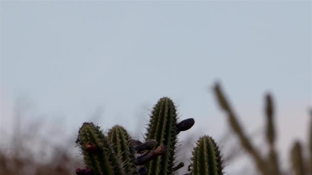 Spotvogel Landt Cactus Super Slow Motion — Stockvideo