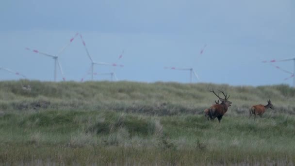 秋季车辙期间欧洲红鹿在自然界的栖息地 — 图库视频影像
