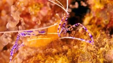 Karayip denizinin mercan resiflerindeki karides sualtı videosu.