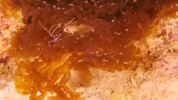 카리브해의 산호초에 새우의 비디오 — 비디오