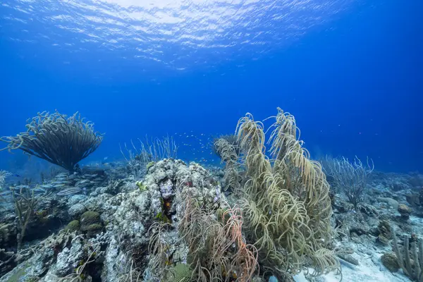Meeresleben Mit Fischen Korallen Und Schwämmen Der Karibik — Stockfoto