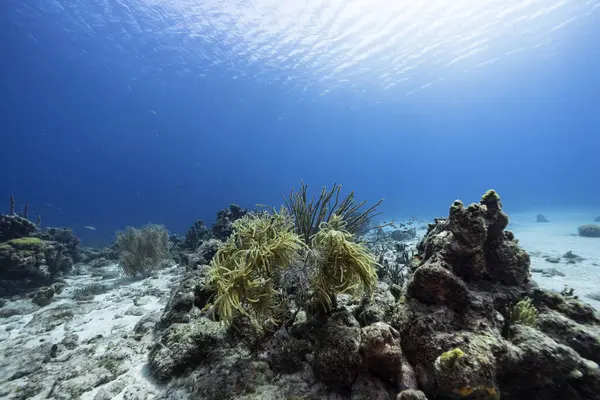 Meeresleben Mit Fischen Korallen Und Schwämmen Der Karibik Stockbild