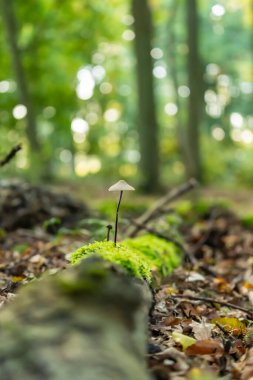 Ormandaki manzara - Almanya - Avrupa