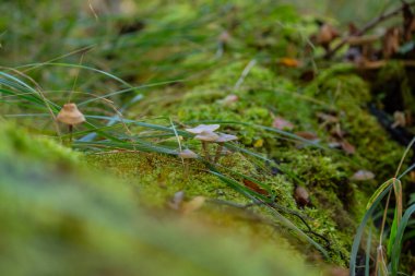 Ormandaki manzara - Almanya - Avrupa