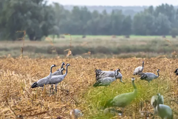 Wildtiere Kranich Auf Einem Feld Deutschland Europa Stockbild