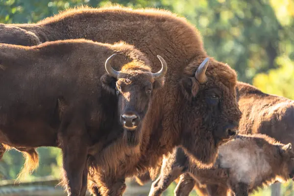 Wildtiere Europäischer Bison Deutschland lizenzfreie Stockfotos