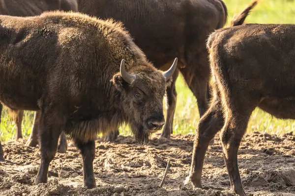 Wildtiere Europäischer Bison Deutschland Stockbild