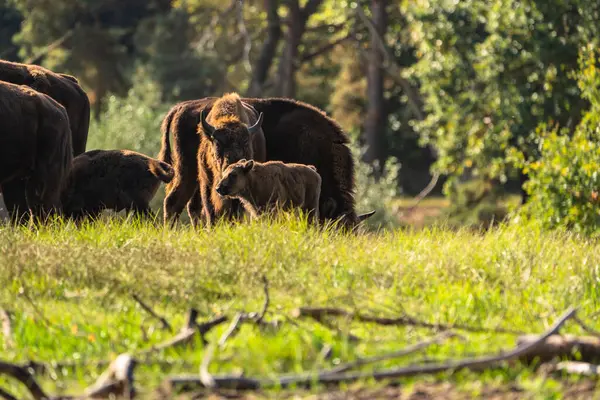 Wildtiere Europäischer Bison Deutschland lizenzfreie Stockbilder