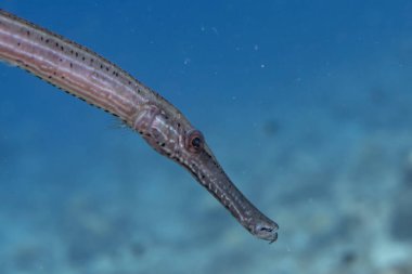 Karayipler 'deki mercan resifinde tropikal balıklar