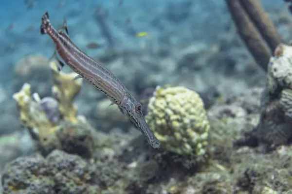 Тропические Рыбы Коралловом Рифе Карибского Бассейна — стоковое фото