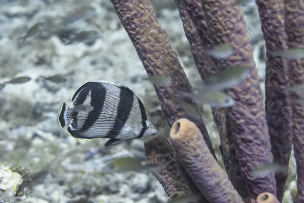 Tropische Fische Korallenriff Der Karibik lizenzfreie Stockfotos