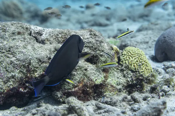Tropische Fische Korallenriff Der Karibik lizenzfreie Stockbilder