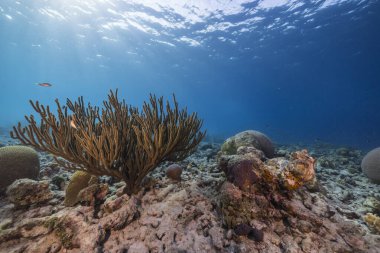 Karayip Denizi 'nde balık, mercan ve süngerli deniz yaşamı