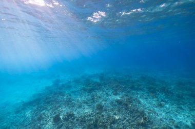 Karayip Denizi 'nde balık, mercan ve süngerli deniz yaşamı