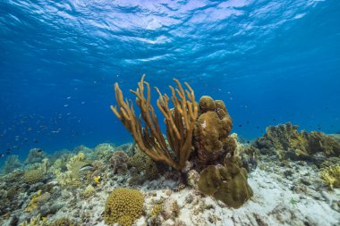 Karayip Denizi 'nde balık, mercan ve süngerli deniz yaşamı