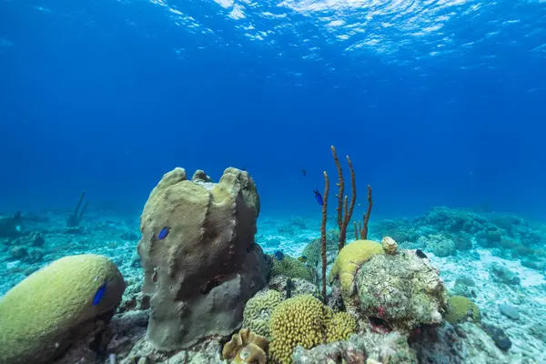 Vida Marina Con Peces Coral Esponja Mar Caribe — Foto de Stock