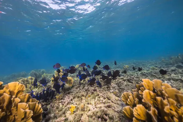 Meeresleben Mit Fischen Korallen Und Schwämmen Der Karibik lizenzfreie Stockbilder
