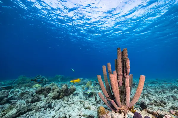 Meeresleben Mit Fischen Korallen Und Schwämmen Der Karibik Stockfoto