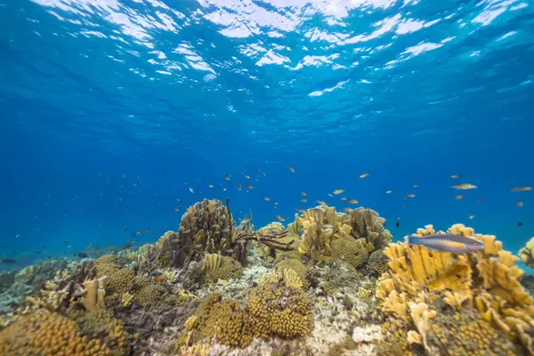 Vida Marina Con Peces Coral Esponja Mar Caribe Fotos De Stock Sin Royalties Gratis