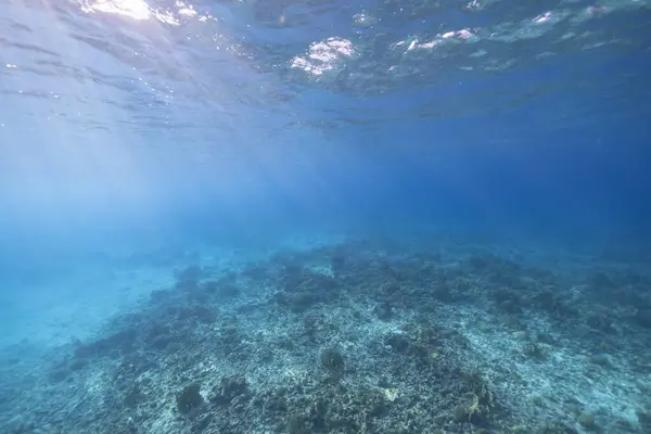 Meeresleben Mit Fischen Korallen Und Schwämmen Der Karibik Stockfoto