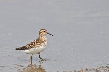 A Least Sandpiper, Calidris minutilla, in the water