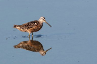 A Long-billed Dowitcher, Limnodromus scolopaceus, wading in marsh