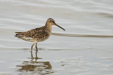 Kısa gagalı bir Dowitcher, Limnodromus Griseus, yaklaşın.