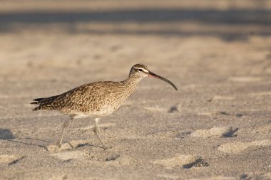 Bir Whimbrel, Numenius phaeopus, sahilde yürüyor.