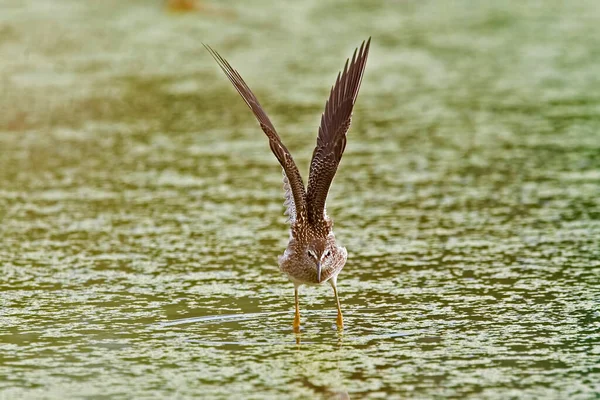 Een Kleine Geelpoot Tringa Flavipes Strekkende Vleugels — Stockfoto