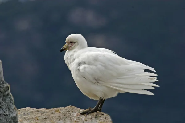 Snowy Sheathbill Chionis Albus Side View — Stock Photo, Image