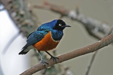 Muhteşem bir Starling, Aplonis magna, bir ağaca tünemiş.