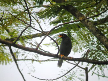 Ağaca tünemiş beyaz bir Myna, Acridotheres javanicus,