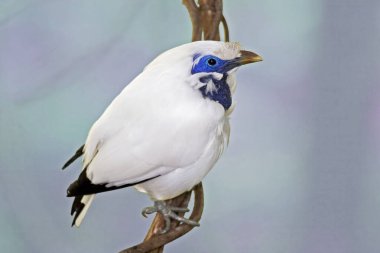 Bali Myna, Leucopsar Rothschildi, bir dala tünemiş.