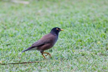 Bir Myna, Tristis Acridotheres, yerde yiyecek arıyor