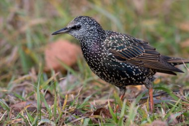 Üremeyen Avrupalı Starling, Sturnus vulgaris, yerde.