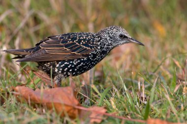 Avrupa Starling, Sturnus vulgaris, üremeyen tüyler.